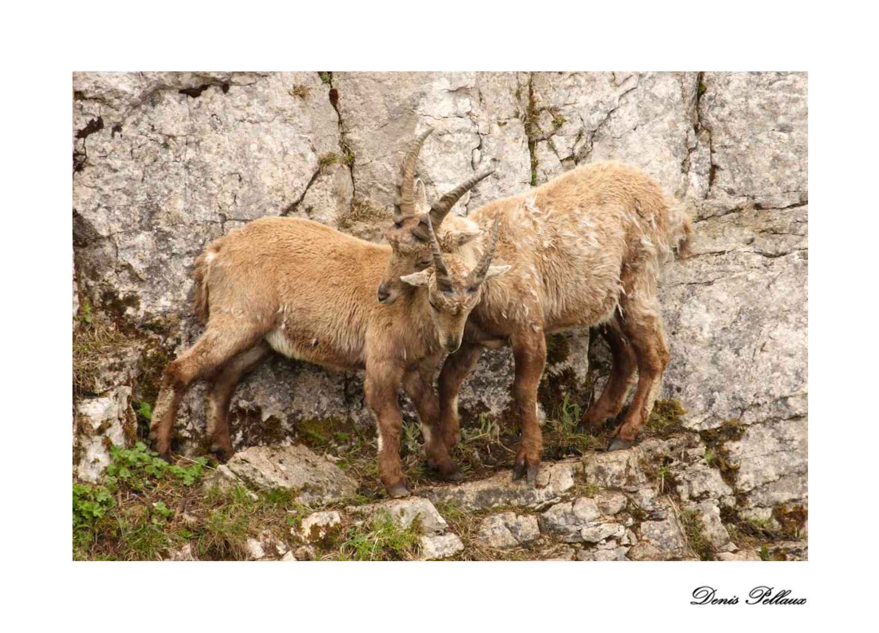 Bouquetins qui jouent - Creux-du-Van